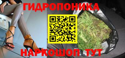 шишки Заволжье